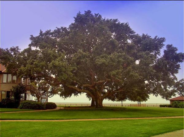 R&D Tree Service