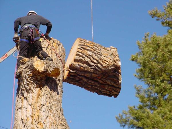 P & H Tree Service and Landscaping LLC