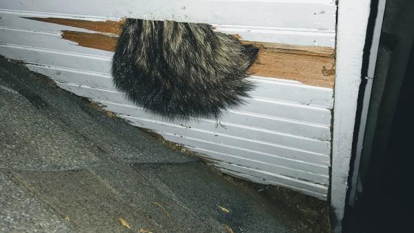 U.S. Wildlife Removal Service