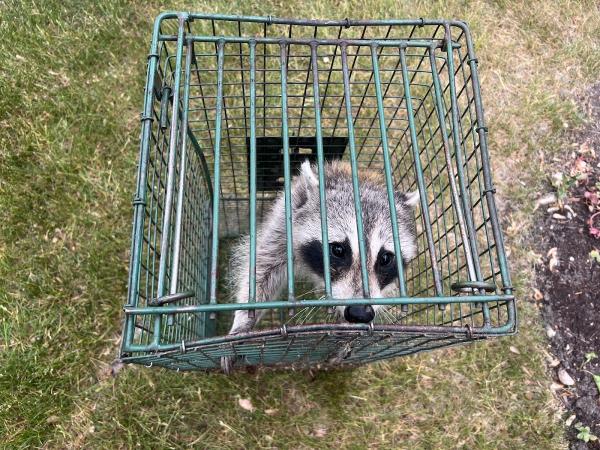 U.S. Wildlife Removal Service