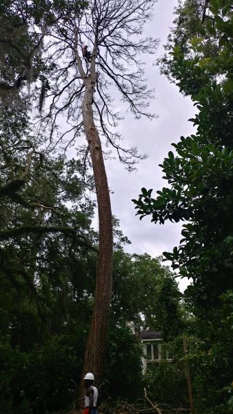 Cox Tree Service