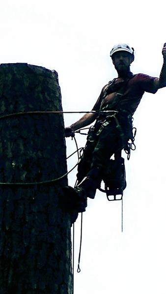 Cox Tree Service