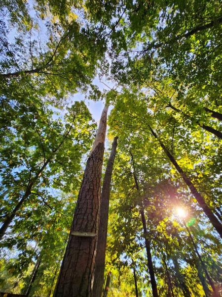 J&H Tree Services