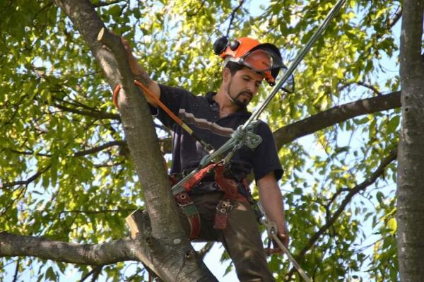 J&H Tree Services
