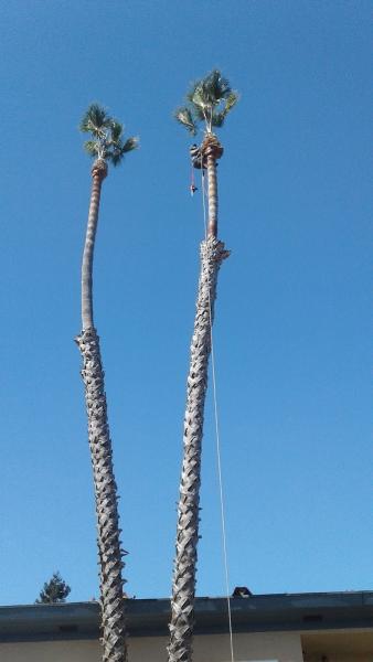 Golden Tree Company