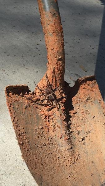 Ace Walco Termite & Pest Control