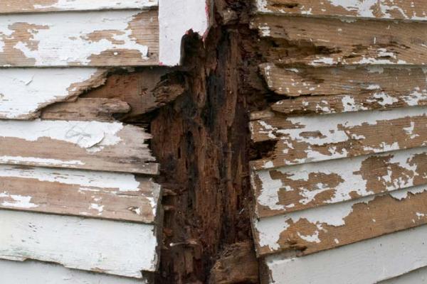 Goldenbear Termite Control and Wood Repair