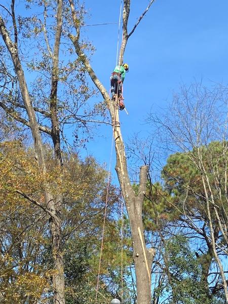 Guzman Green Land & Tree LLC