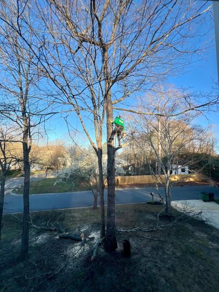Guzman Green Land & Tree LLC
