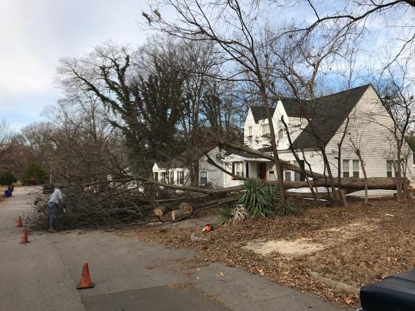 Davis Tree Service