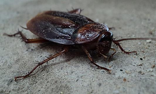 A All Borough Exterminating Co. Inc