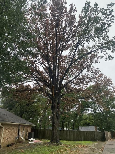 Banda's Tree Service and Lawn Care
