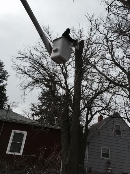 A & A Tree Service
