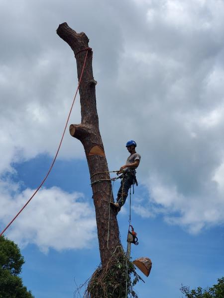 By the Bay Tree Service