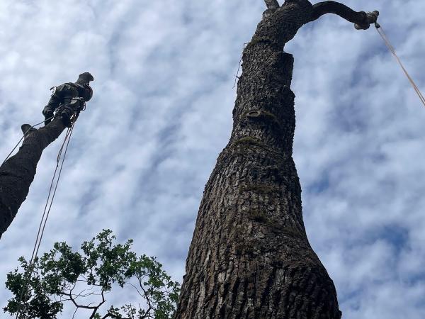 L&J Tree Service LLC