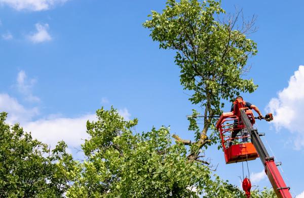 Lindquist Tree and Landscaping