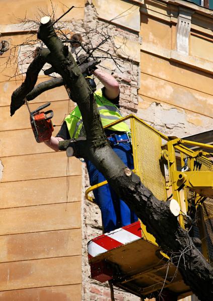 Lindquist Tree and Landscaping