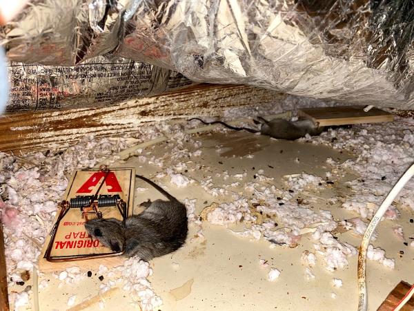 RAT Attack Services LLC