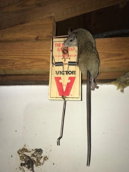 RAT Attack Services LLC