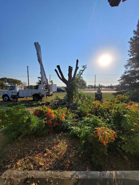 Busy Beaver Tree Care