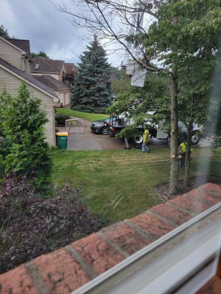 Thomas Tree Service LLC