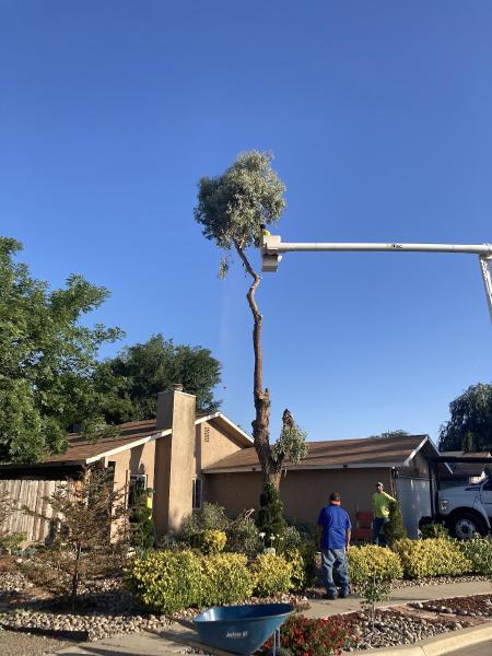 Jack Benigno Tree Services
