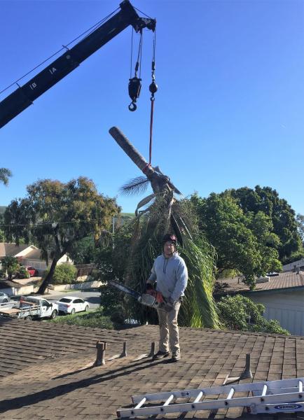 Mac's Professional Tree Service