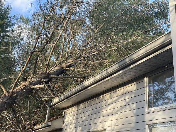 Moore & Smith Tree Care LLC