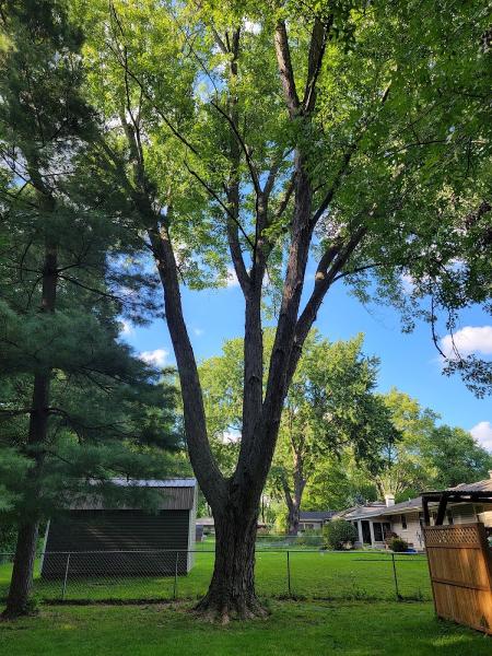Morning Wood Tree Service