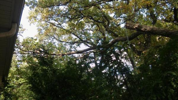Dntree LLC