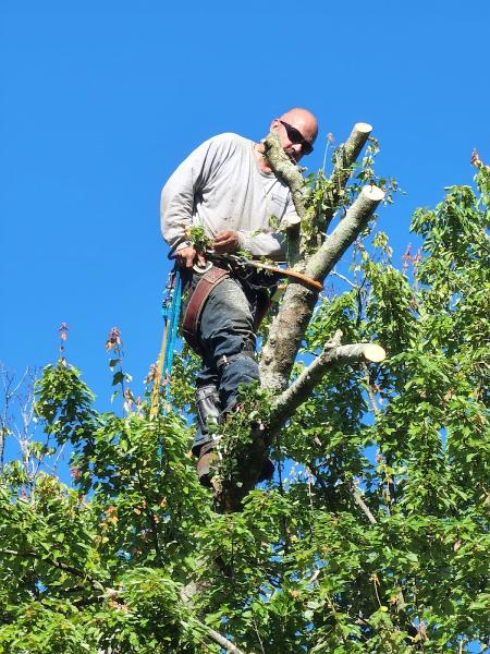 Professional Tree Service LLC