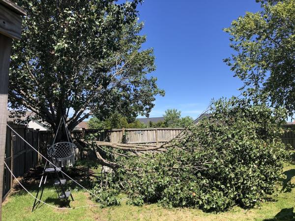 Professional Tree Service LLC