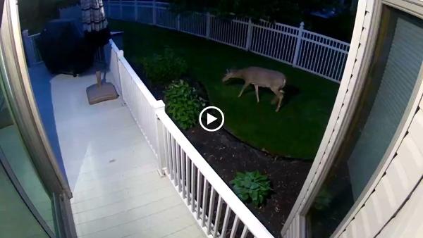 En Garde Deer Defense