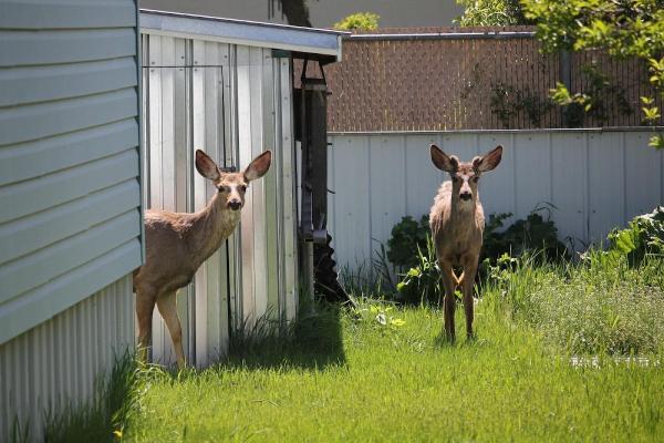 En Garde Deer Defense