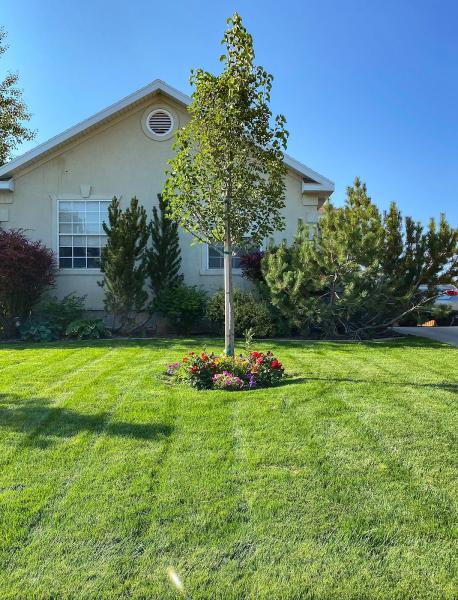 All Green Pest Control and Lawn Care