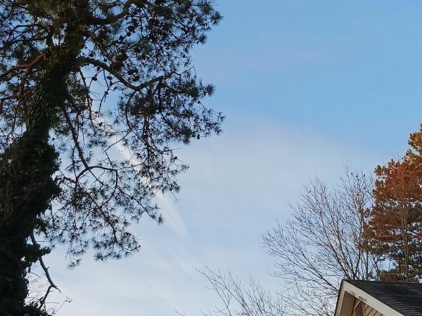 Ziegler Tree Company
