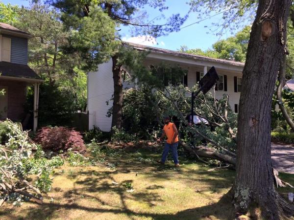 Ziegler Tree Company