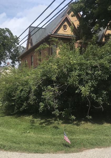Apex Arborist
