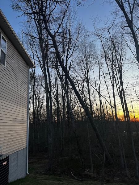 Apex Arborist