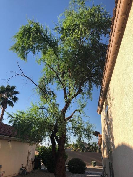 Absolutely Trees