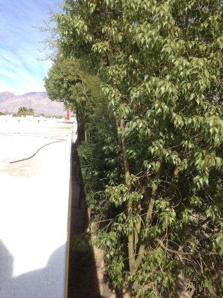 Absolutely Trees