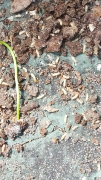 Evict-a-Bug Termite & Pest Control