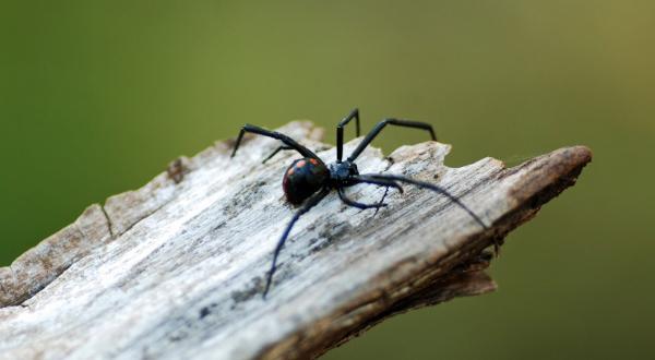 Landlock Pest Control
