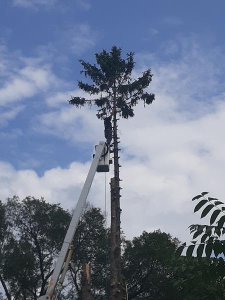 Hoover Tree LLC