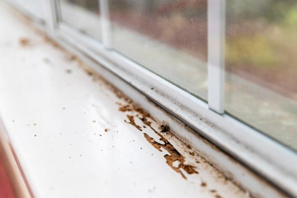 All Natural Plus Termite & Pest Control