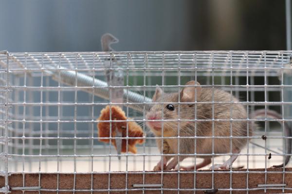All Natural Plus Termite & Pest Control