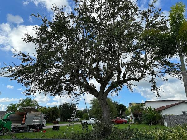 Specialized Tree Care Miami