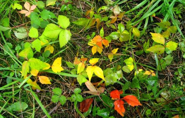 Poison Ivy Patrol Specialty Landscaping