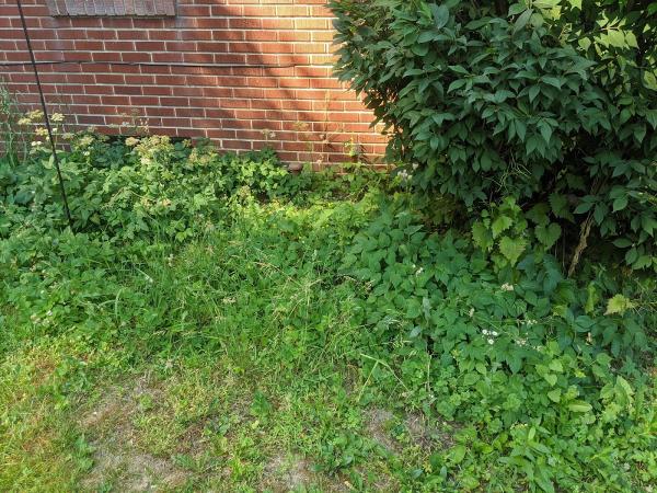 Poison Ivy Patrol Specialty Landscaping