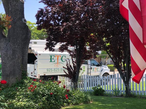 Evergreen Tree Care